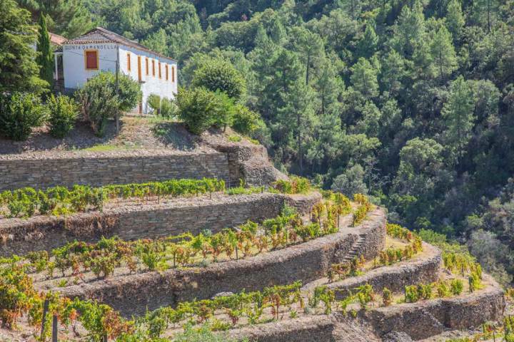 a train on a lush green forest