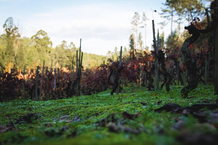 a person standing on a lush green field