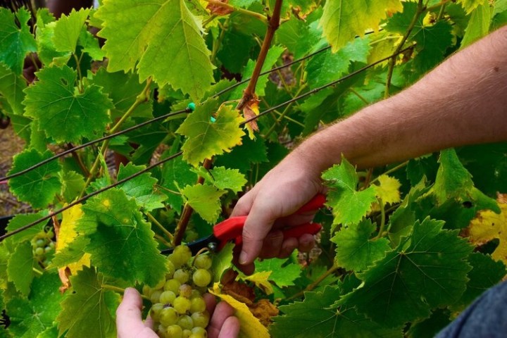 a hand holding a plant