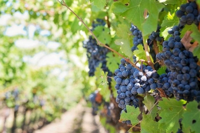 a close up of a fruit