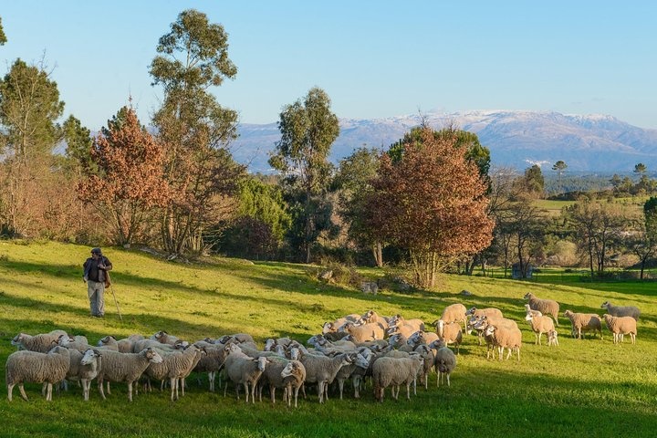 a herd of sheep grazing on a lush green field