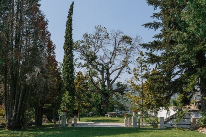 a large tree in a forest