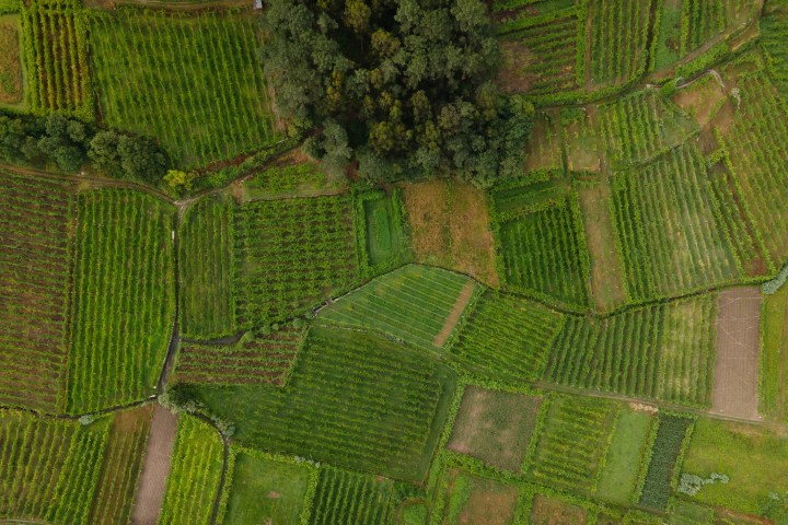 a close up of a green leaf