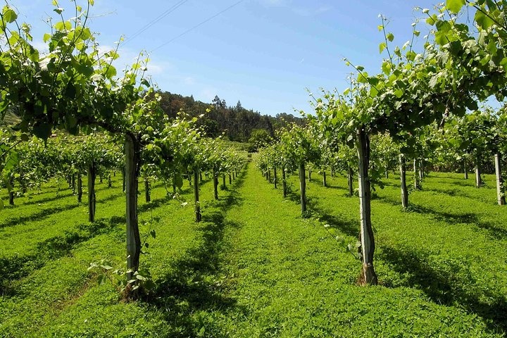 a tree in the middle of a lush green field