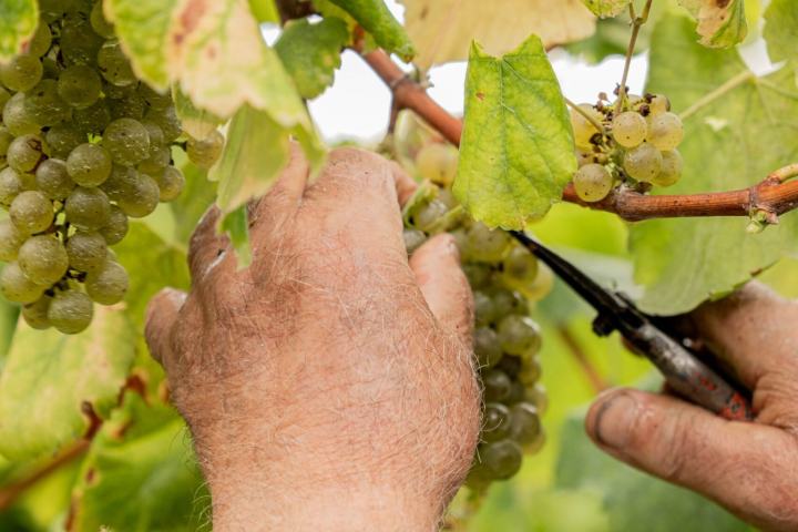 a close up of a hand holding a small salad