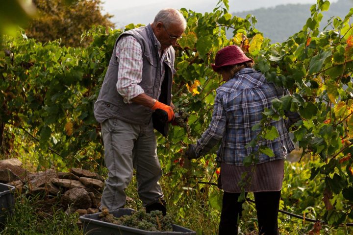 a group of people standing next to a tree