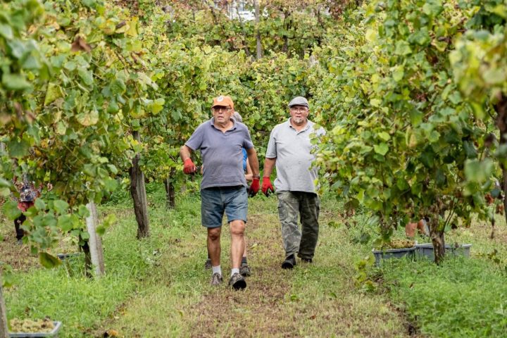 a group of people standing in a garden