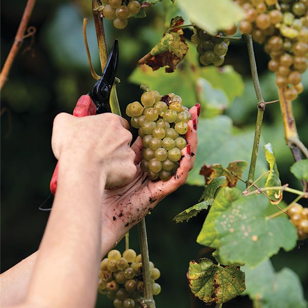a person holding a fruit