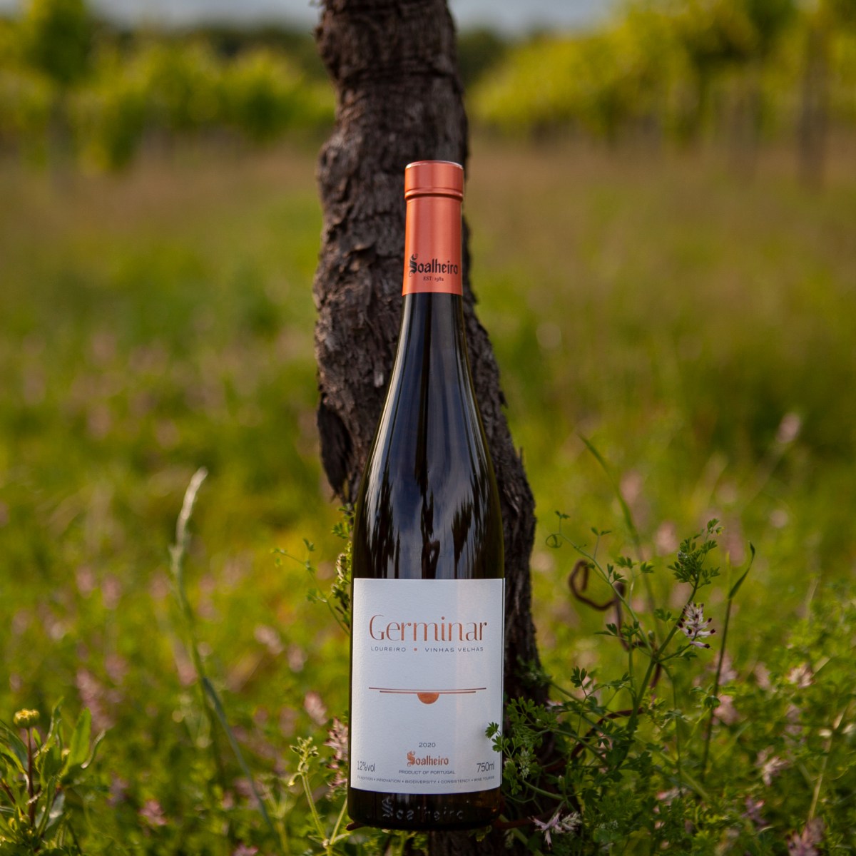 a bird sitting on top of a grass covered field